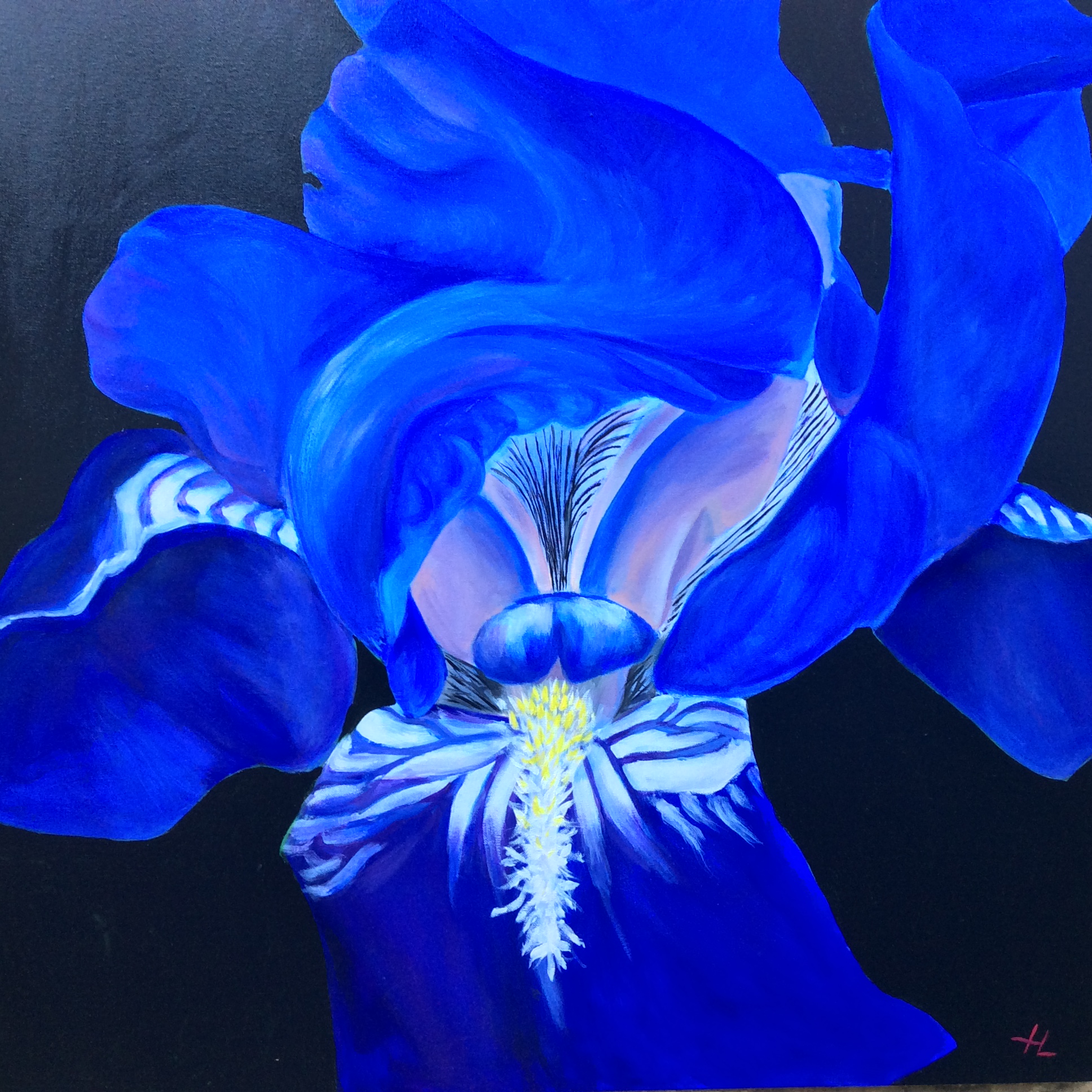 Blue Iris – Untitled Gallery – Buy and sell art, direct and commission free