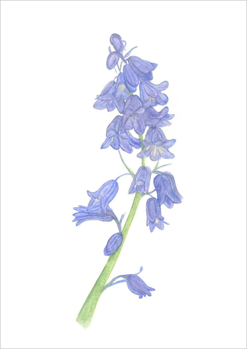Pastel Bluebells
